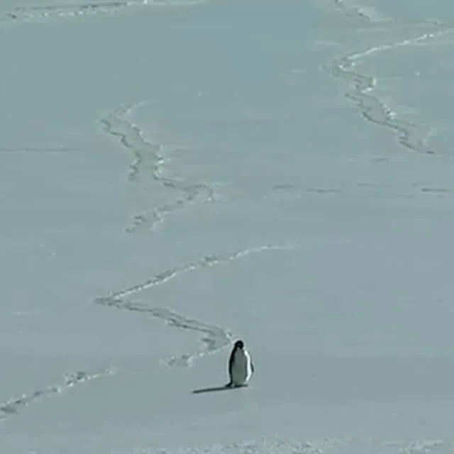 ? ...aber warum? #pinguin #penguin #wandschergruppe